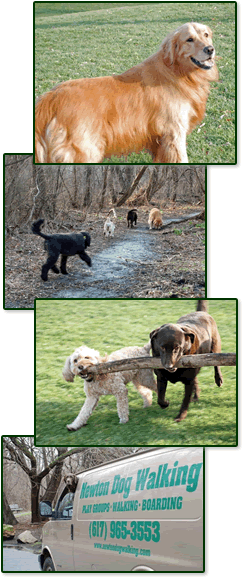 Newton Dogs