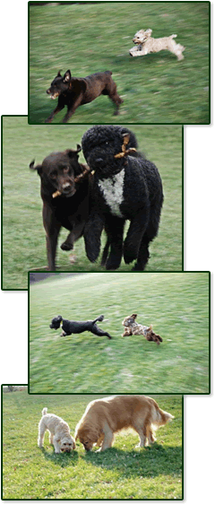 Newton Dogs